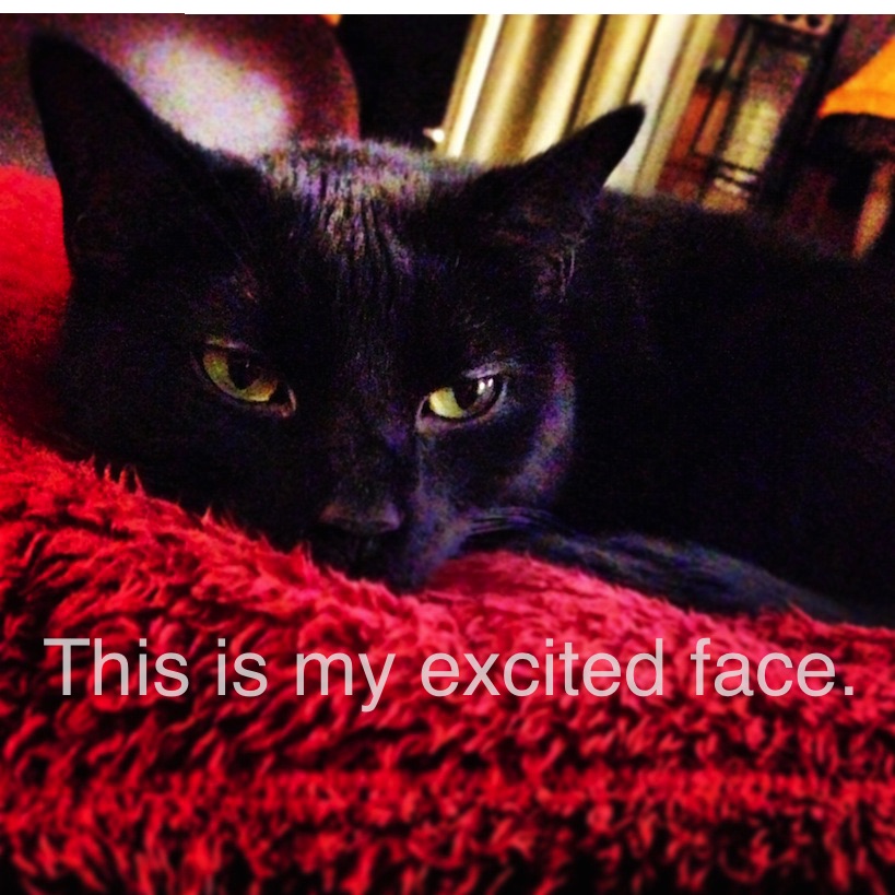 Cats, Memes, Blogs