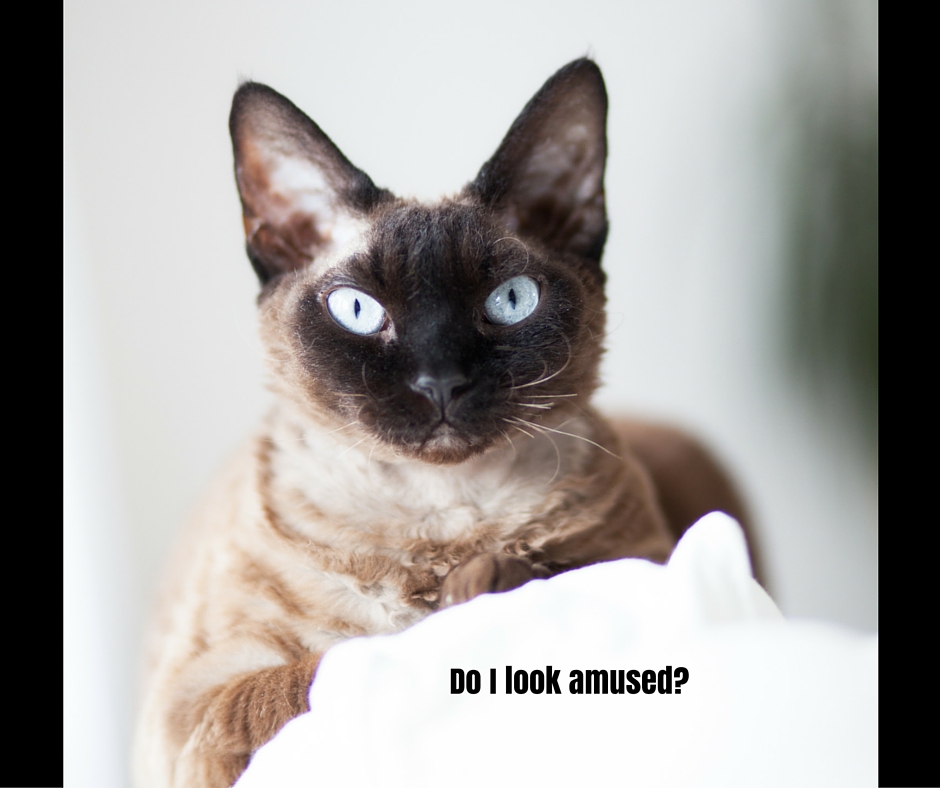 #BlogSpringFever How To Make Moxie Irritated